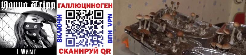 где можно купить   Ступино  Галлюциногенные грибы MAGIC MUSHROOMS 